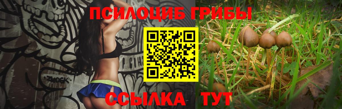 Зерноград  Галлюциногенные грибы Psilocybine cubensis  что такое   Вход с VPN 